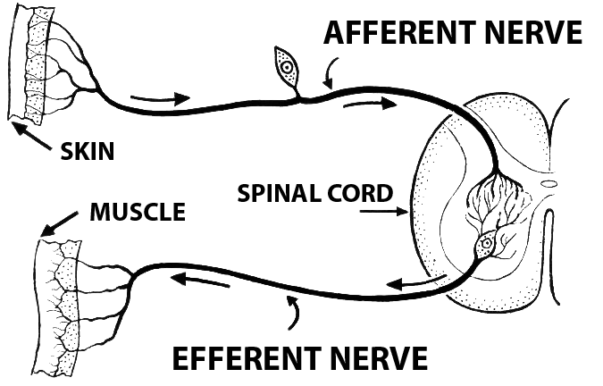 Afferent and Effernet neurons