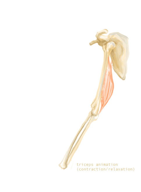 triceps motion