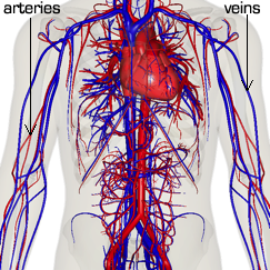 veins and arteries