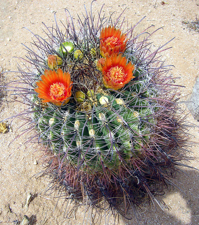 red barrel cactus