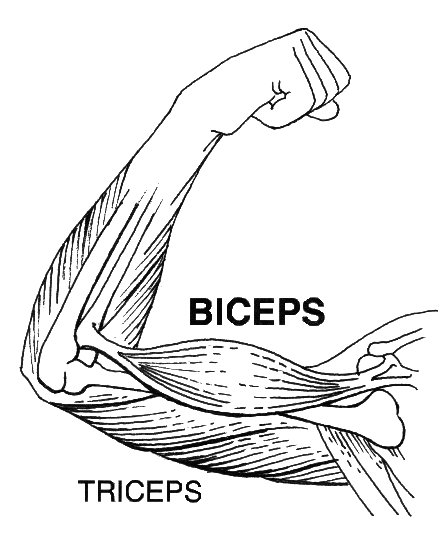 bicepsandtriceps