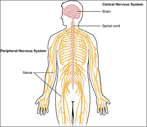 Central Nervous System