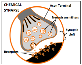 Chemical Synapse