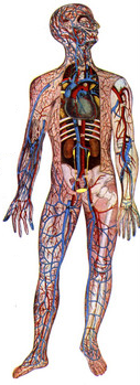 circulatory system