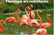 Flamingos