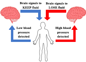 fluid increase and decrease