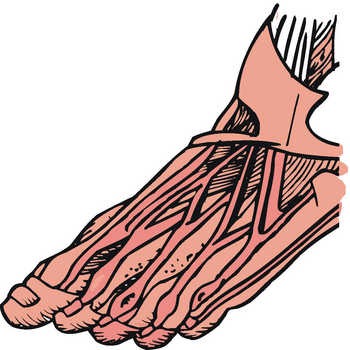 foot muscles