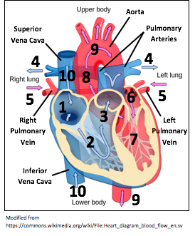 heart blood flow