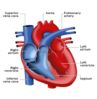 heart sections