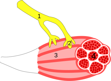 Neuromuscular connection