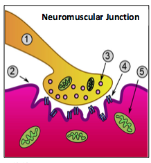 Neuromuscual Junction