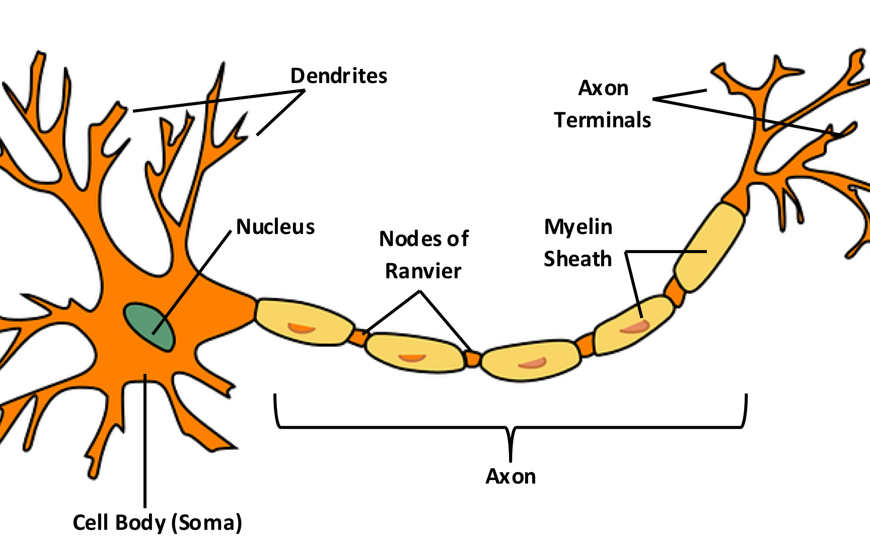 Neurons