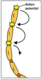 Nodes of Ranvier