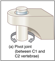 Description: http://upload.wikimedia.org/wikipedia/commons/e/ed/909_Types_of_Synovial_Joints.jpg