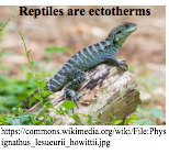 Reptile