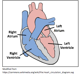 right and left heart parts