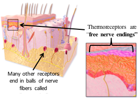 thermoreceptors