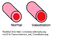 Vasodilation